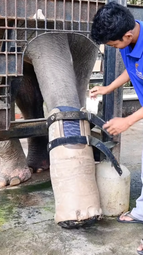 Đằng sau phép màu của chú voi có chiếc chân giả: Công nghệ có ý nghĩa rất lớn với con người - Ảnh 2.