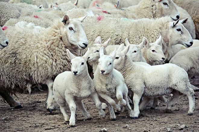 Năm 2005, 1.500 con cừu bất ngờ lao xuống vách đá tự sát tập thể, chuyên gia chỉ ra sai lầm đáng tiếc - Ảnh 3.