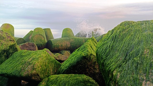 Cuối tháng 6 chính là “thời điểm vàng” để tới nơi này: Ngắm thảm rêu xanh dài cả trăm mét trên bờ biển chỉ có 1 lần trong năm - Ảnh 4.