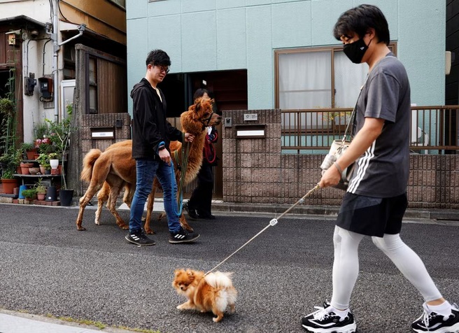 Người dân Tokyo thích thú trải nghiệm dịch vụ chơi với lạc đà trên phố - Ảnh 2.
