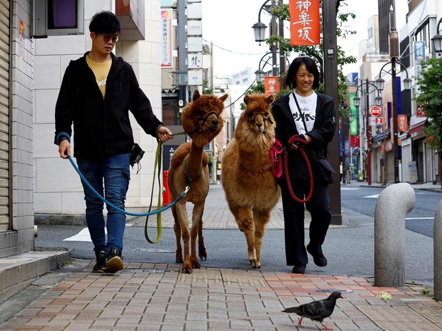 Người dân Tokyo thích thú trải nghiệm dịch vụ chơi với lạc đà trên phố - Ảnh 1.