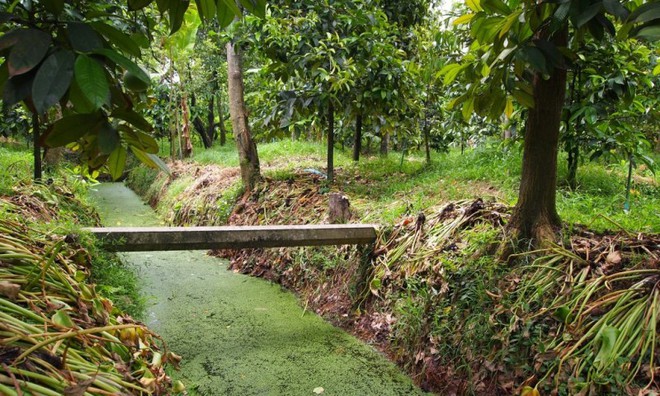 Bí mật quả sầu riêng trị giá hơn 1 tỷ đồng được giới siêu giàu săn lùng nhất thế giới: Quy trình chăm sóc kĩ lưỡng, có tiền chưa chắc đã mua được - Ảnh 4.