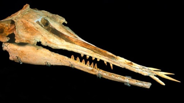 Phát hiện cá heo 25 triệu năm tuổi với hàm răng kỳ lạ - Ảnh 1.