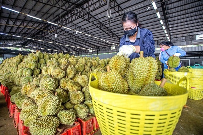 Động thái ‘lạ’ của Thái Lan khi sầu riêng Việt xuất Trung Quốc cao kỷ lục - Ảnh 1.