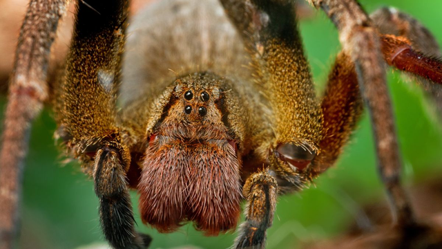 Đâu là loài nhện nguy hiểm nhất thế giới? - Ảnh 1.