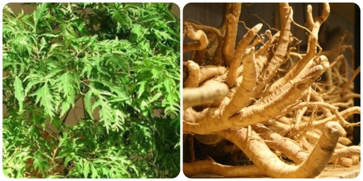 9 bài thuốc chữa bệnh từ cây đinh lăng - Ảnh 1.