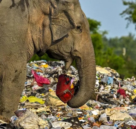 Hàng loạt voi, hươu chết vì ăn phải rác thải nhựa - Ảnh 2.