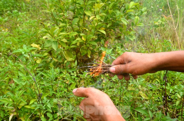 Tuyệt chiêu săn ong vàng kiếm tiền triệu mỗi ngày - Ảnh 4.