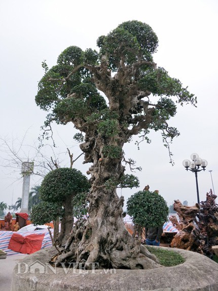 Báu vật phát lộc ở Việt Nam: Trả 20 tỷ chưa chắc mua nổi, xứng danh vua của các loài cây - Ảnh 3.
