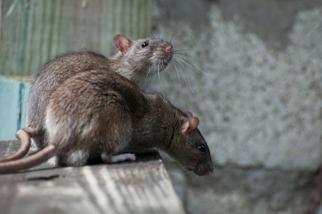 Nếu chuột hoàn toàn biến mất trên Trái Đất, con người sẽ gặp phải rắc rối lớn - Ảnh 1.