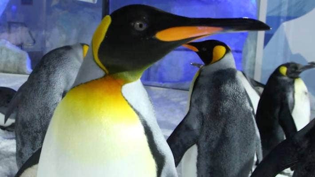 World Cup 2023: Báo New Zealand chờ đợi nhà tiên tri chim cánh cụt tỏa sáng - Ảnh 3.