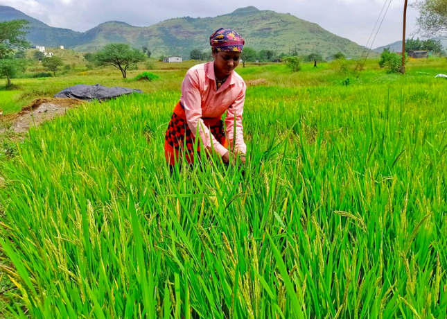 Cú sốc lớn từ việc Ấn Độ đột ngột cấm xuất khẩu gạo - Ảnh 1.
