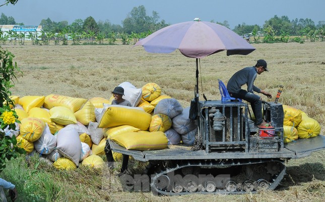  Ấn Độ cấm xuất khẩu gạo: Cơ hội thế nào, rủi ro ra sao với Việt Nam?  - Ảnh 1.