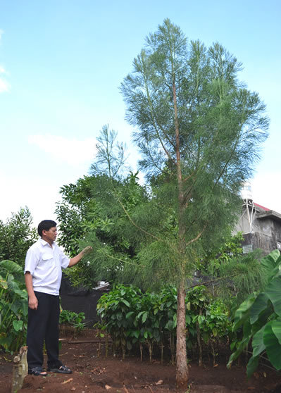 Việt Nam sở hữu loài gỗ quý chỉ 3 nước có: ‘Cơn sốt’ săn lùng tràn qua để lại 2 quần thể duy nhất sống sót - Ảnh 3.