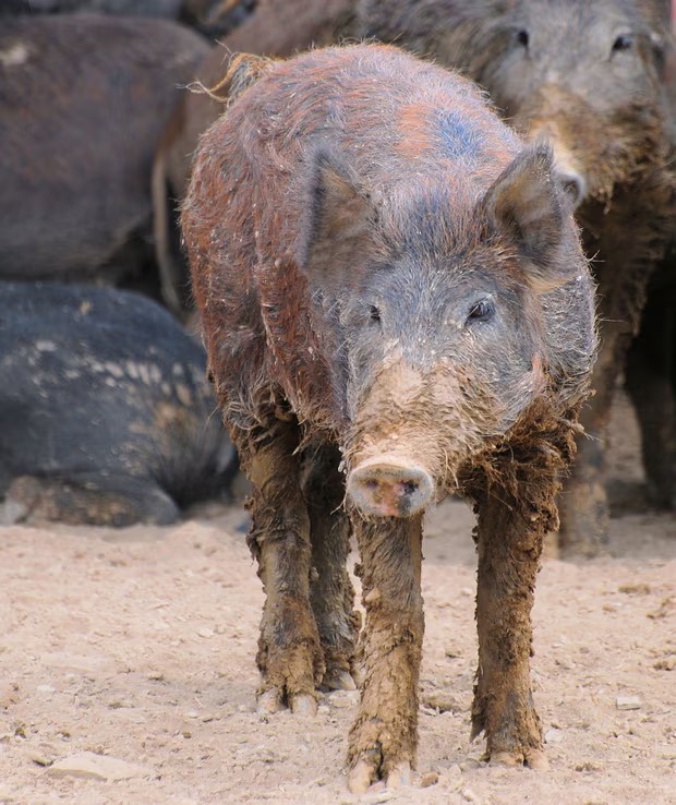 Cách đây hơn 500 năm, nhà thám hiểm mang theo 8 con lợn rừng khiến nước Mỹ thiệt hại 2,5 tỷ đô mỗi năm - Ảnh 3.