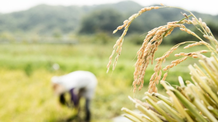 Nga thông báo tạm thời cấm xuất khẩu gạo - Ảnh 1.