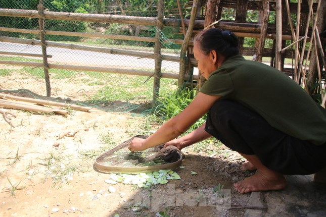 Mùa bướm đặc sản độc lạ ở miền Tây Nghệ An - Ảnh 4.