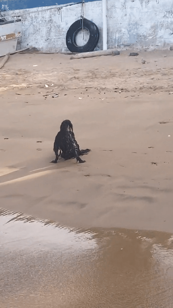 Khoảnh khắc người ngoài hành tinh đen xuất hiện trên bãi biển khiến 27 triệu người xem khiếp sợ - Ảnh 1.