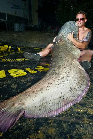 Bắt được cá trê khổng lồ ở Tây Ban Nha - Ảnh 4.