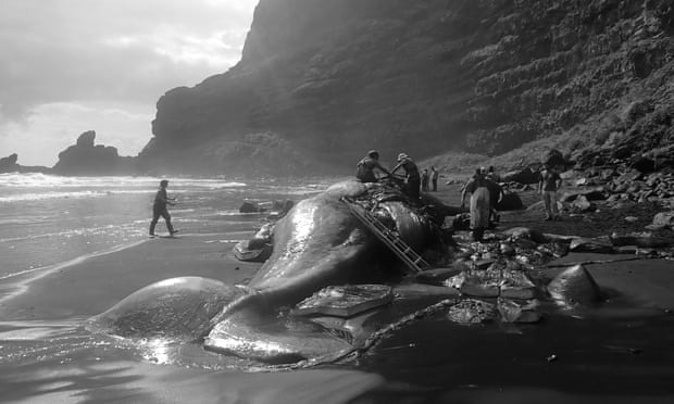 Cá voi chết dạt vào bờ biển, các nhà nghiên cứu mổ bụng phát hiện hòn đá, hóa ra là báu vật - Ảnh 4.