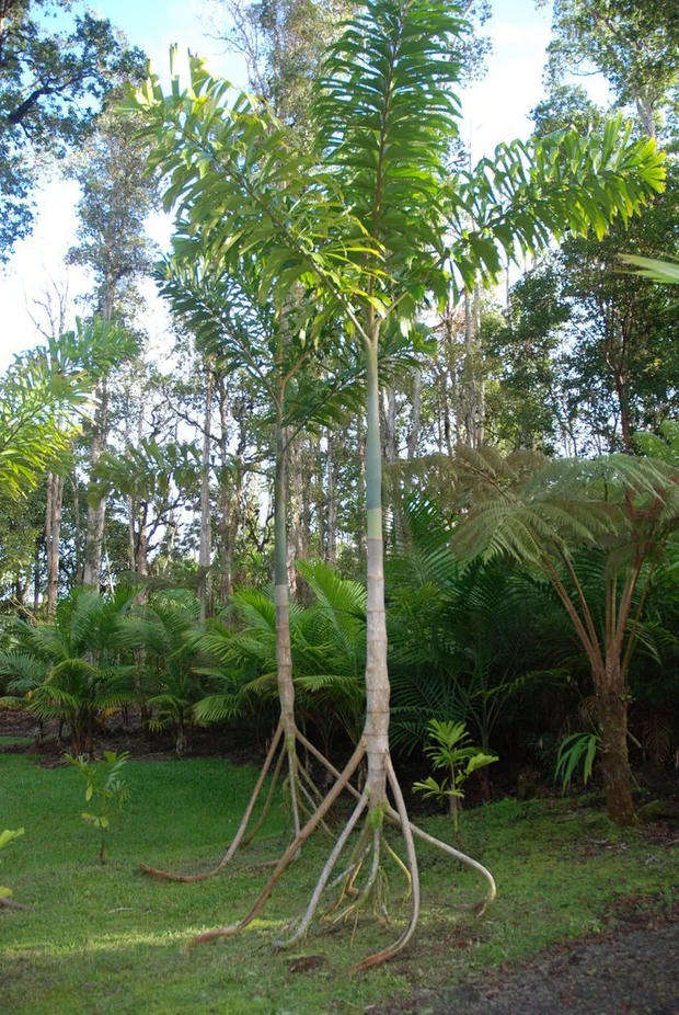 Bí ẩn loài cây duy nhất trên thế giới có thể đi bộ: Bộ rễ cao bất thường, đi được 20m/năm? - Ảnh 1.