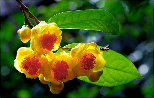Loài hoa tiên cực kỳ quý hiếm: Trung Quốc trồng bao nhiêu cũng không đủ, sang cả Việt Nam lùng mua - Ảnh 2.