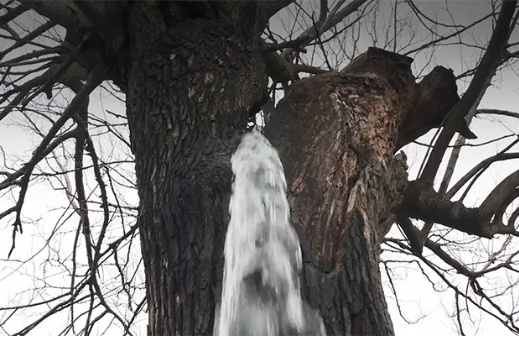 Bí ẩn những cây cổ thụ hơn trăm tuổi biết tuôn nước xối xả như vòi phun - Ảnh 3.