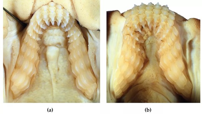Phát hiện loài cá mập mới có răng hàm giống người - Ảnh 2.