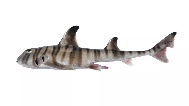 Phát hiện loài cá mập mới có răng hàm giống người - Ảnh 1.