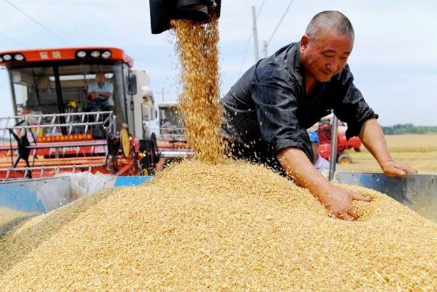 Vựa lúa của Trung Quốc bị ‘nứt’ - Ảnh 1.