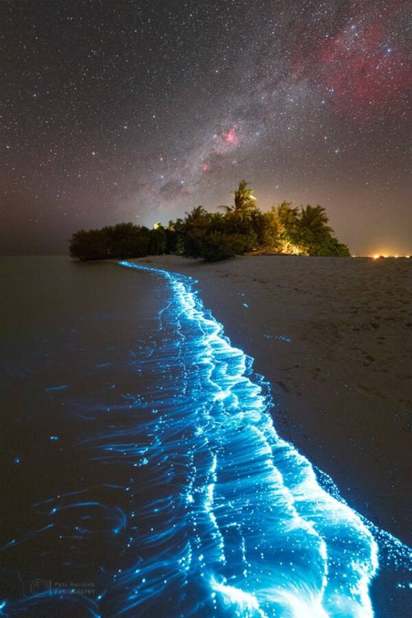 Bí ẩn về hiện tượng biển sao của Maldives - Ảnh 4.