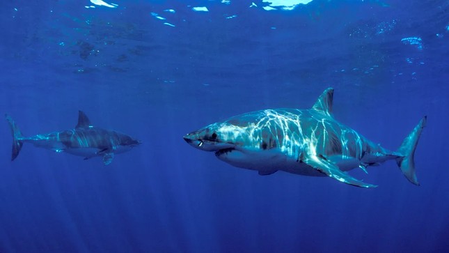 Kỳ lạ hai con cá mập trắng đực cùng nhau bơi đi hàng ngàn dặm - Ảnh 1.