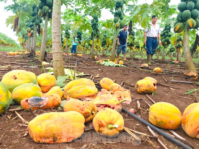 Vụ bùng hàng nghìn tấn đu đủ: Công ty Nafoods chuyển gần 3 tỷ đồng - Ảnh 2.