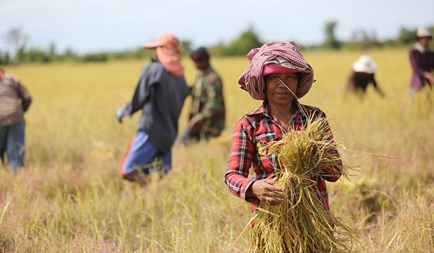 Quốc gia sát sườn Việt Nam với giấc mơ trở thành ‘vựa gạo của ASEAN’ - Ảnh 1.