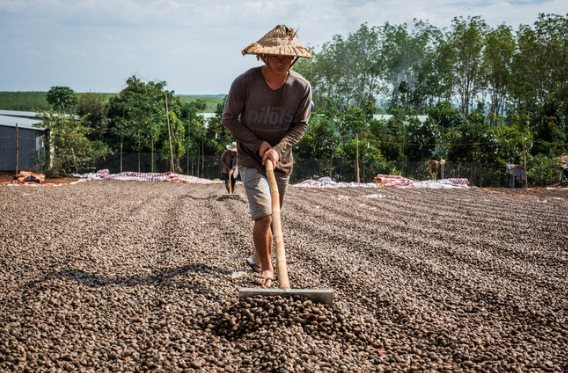 Một loại hạt của Indonesia đang ồ ạt tràn vào Việt Nam với giá rẻ bất ngờ mặc dù nước ta xuất khẩu đứng đầu thế giới - Ảnh 1.