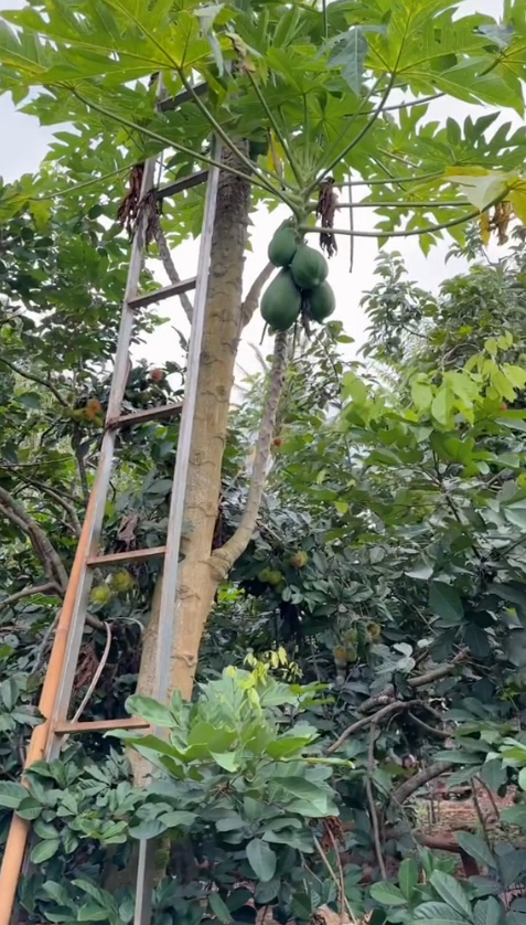 Khu vườn nhà H’Hen Niê hút gần 10 triệu lượt xem: Rau xanh trái ngọt sum suê, netizen tấm tắc “đỡ tốn tiền đi chợ” - Ảnh 12.