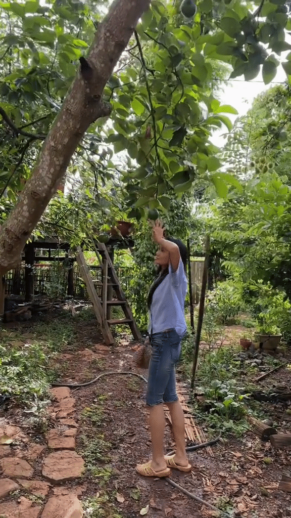 Khu vườn nhà H’Hen Niê hút gần 10 triệu lượt xem: Rau xanh trái ngọt sum suê, netizen tấm tắc “đỡ tốn tiền đi chợ” - Ảnh 8.