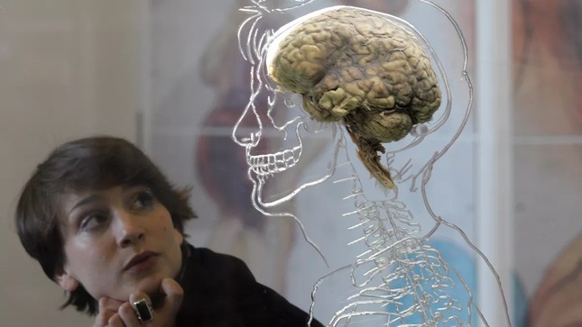 Con người sử dụng bao nhiêu phần trăm bộ não mỗi ngày? - Ảnh 1.