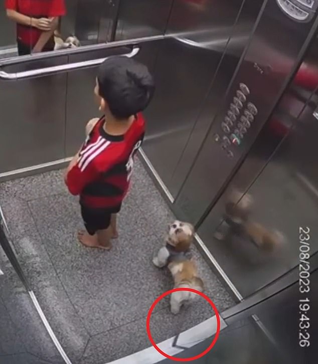 Chó cưng bị dây xích xiết cổ trong thang máy, bé trai có hành động nhanh trí cứu sống con vật - Ảnh 5.