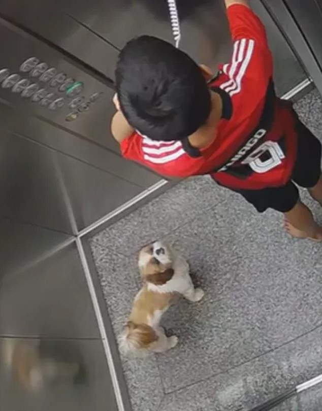 Chó cưng bị dây xích xiết cổ trong thang máy, bé trai có hành động nhanh trí cứu sống con vật - Ảnh 4.