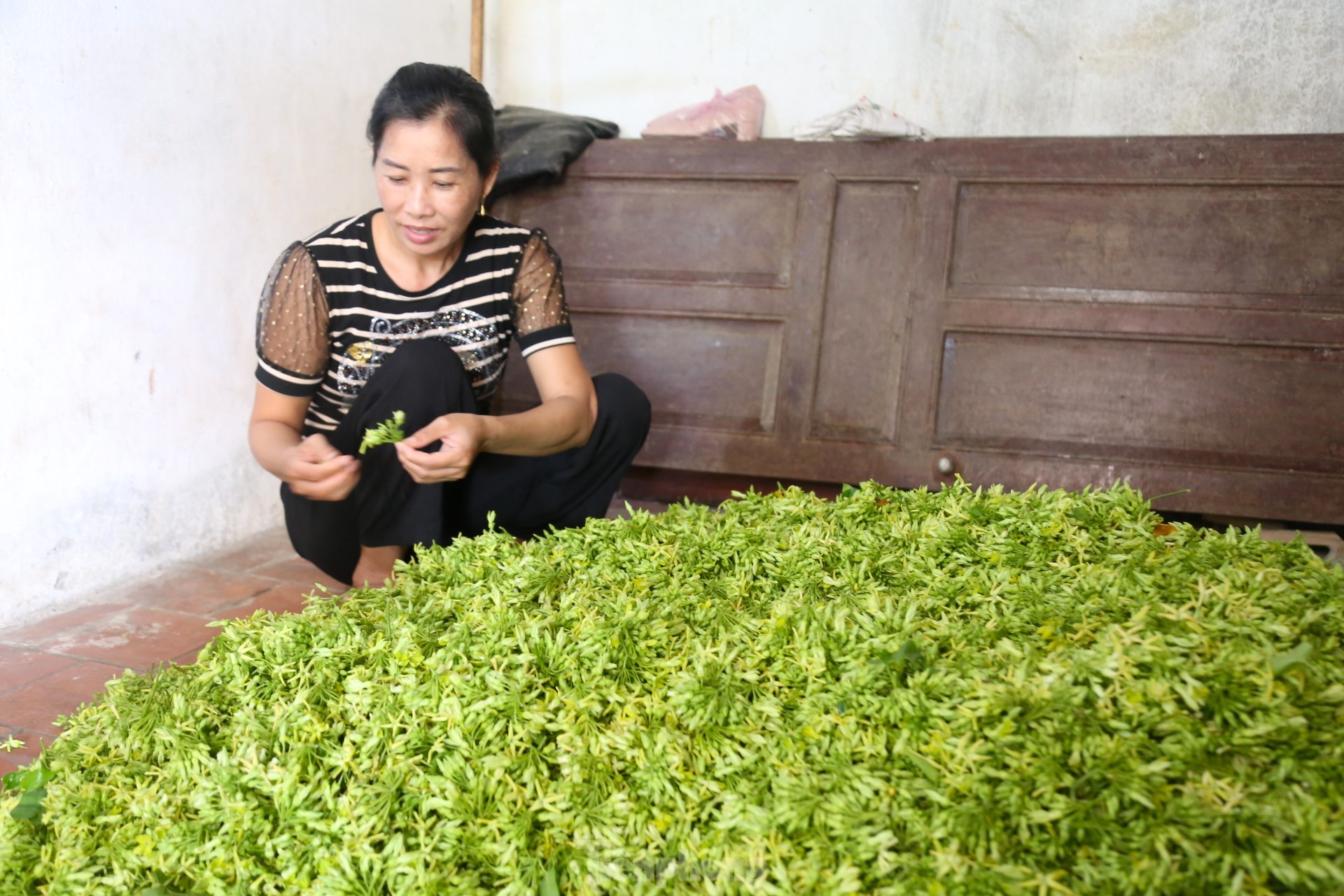 Nông dân thu nhập cao từ loại hoa có tên gọi xinh đẹp - Ảnh 11.