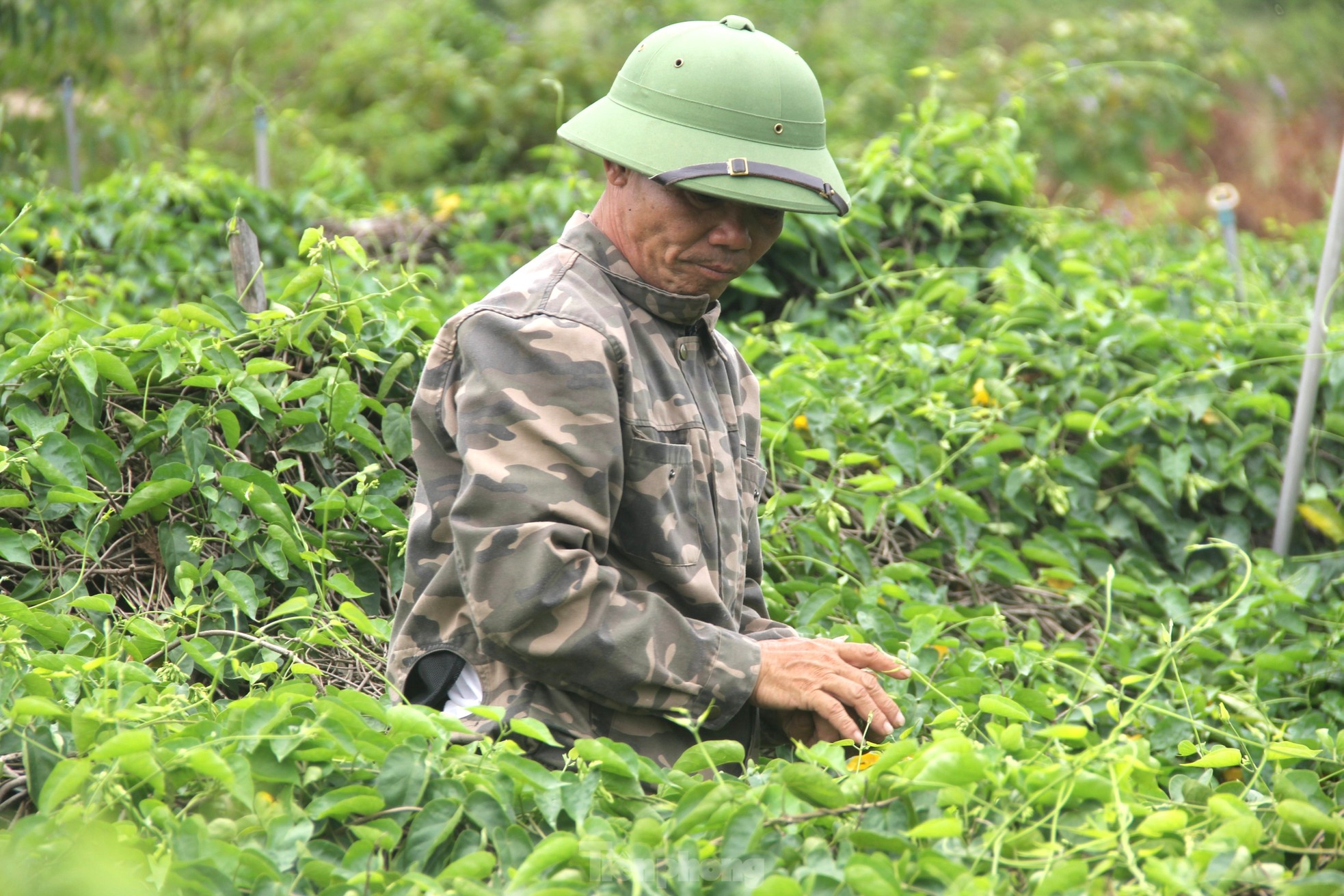 Nông dân thu nhập cao từ loại hoa có tên gọi xinh đẹp - Ảnh 2.