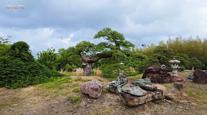 Thăm chủ nhân 15 vườn Nhật sở hữu loạt “bảo vật” quý giá nhất thế giới, rưng rưng thấy một thứ rất Việt Nam - Ảnh 5.