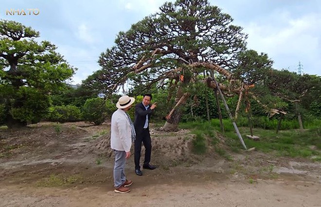 Thăm chủ nhân 15 vườn Nhật sở hữu loạt “bảo vật” quý giá nhất thế giới, rưng rưng thấy một thứ rất Việt Nam - Ảnh 3.