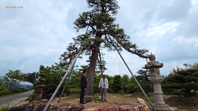 Thăm chủ nhân 15 vườn Nhật sở hữu loạt “bảo vật” quý giá nhất thế giới, rưng rưng thấy một thứ rất Việt Nam - Ảnh 2.