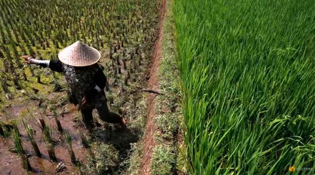 Từ lúa đến dầu cọ, sản lượng cây trồng châu Á có thể giảm mạnh do El Nino - Ảnh 1.