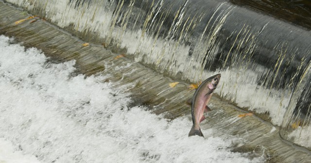 Vì sao Mỹ bỏ 450 triệu USD để dỡ bỏ 4 con đập trên dòng sông là “quê nhà” của cá hồi? - Ảnh 3.