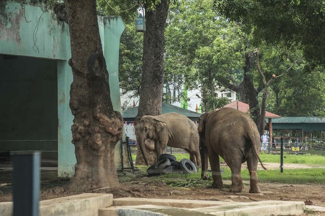  Sự thật về thông tin Vườn thú Hà Nội chỉ còn duy nhất một chú voi  - Ảnh 2.