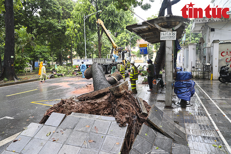 Cây cổ thụ bật gốc đè bẹp xe buýt đang chở khách trong mưa dông ở Hà Nội - Ảnh 6.