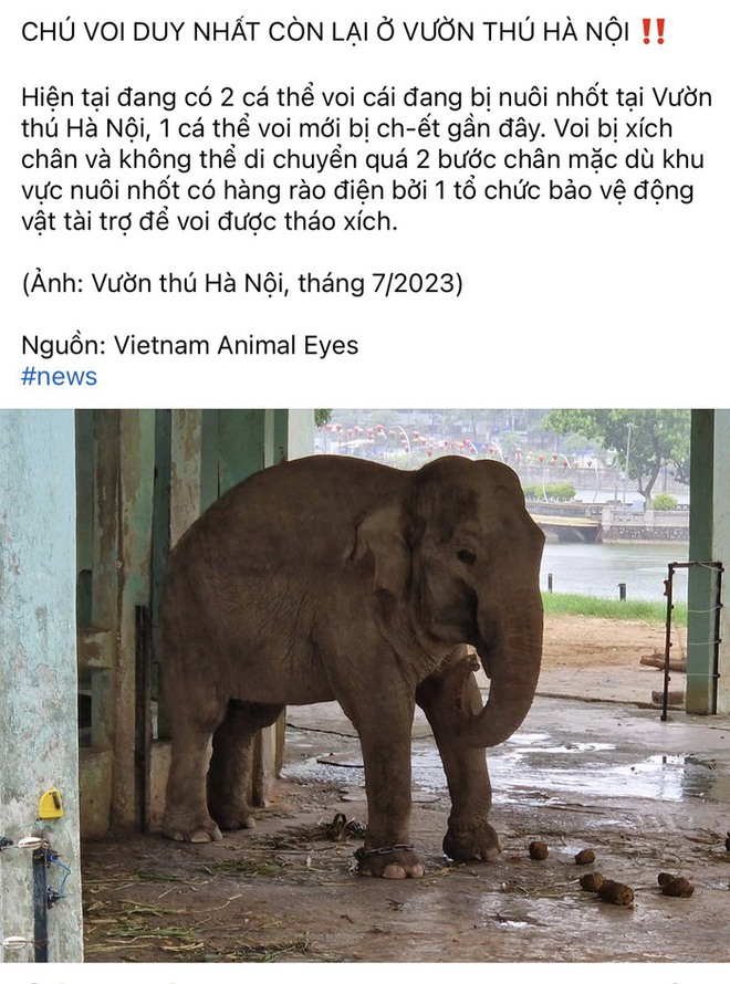  Sự thật về thông tin Vườn thú Hà Nội chỉ còn duy nhất một chú voi  - Ảnh 1.